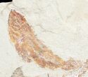 Fossil Coccodus (Crusher Fish) - Hgula Lebanon #9477-4